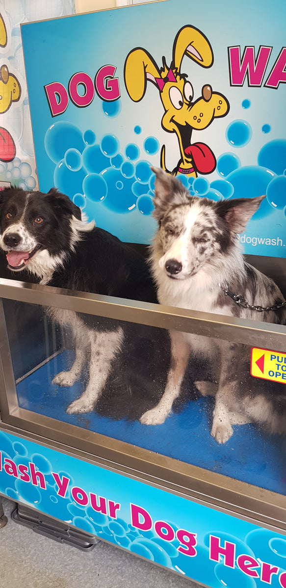 DIY DOG WASH My pet's stuff raw and natural