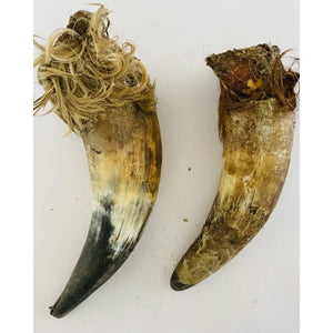 Anco Naturals Cow Horn