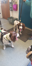 Load image into Gallery viewer, DIY DOG WASH
