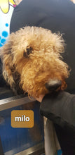 Load image into Gallery viewer, DIY DOG WASH