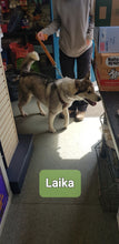 Load image into Gallery viewer, DIY DOG WASH