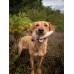 Load image into Gallery viewer, Anco Naturals Cow Horn Marrows