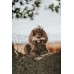 Load image into Gallery viewer, Anco Naturals Cow Horn Marrows