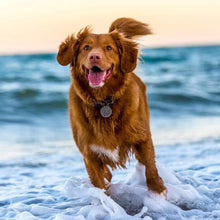 Load image into Gallery viewer, Hollings Sprats