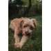 Load image into Gallery viewer, Anco Naturals Cow Horn Marrows