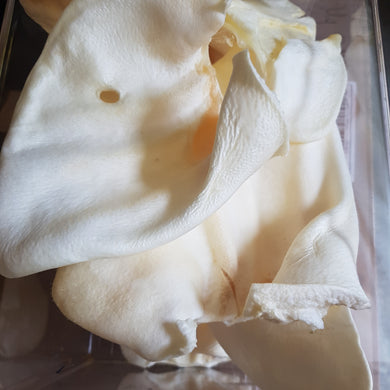 White Puffed Pig Ears