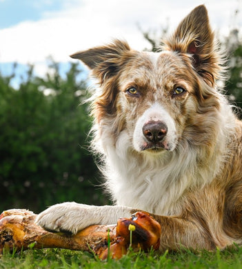 Anco Naturals Ostrich Dino Bone