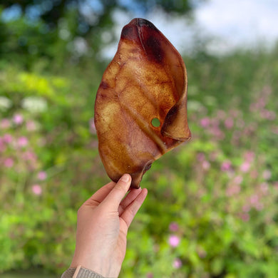 XL Pig Ears