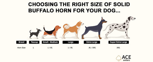 Buffalo Horn for Dogs - SOLID not hollow!