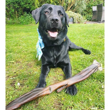 Load image into Gallery viewer, Anco Naturals Giant Bully Stick